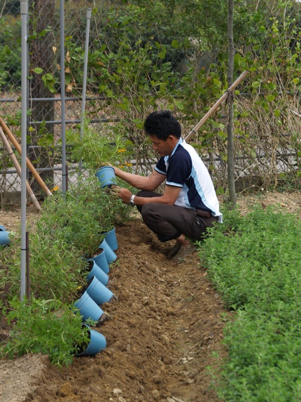 坡地上彎腰種植的工作者
